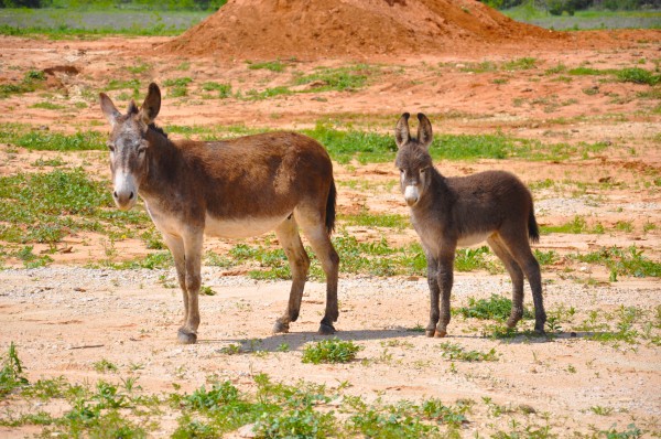 Mama and Baby by Ann Ciarico